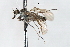  (Heleodromia sp. 2 - CNC DIPTERA 103427)  @11 [ ] CreativeCommons - Attribution (2011) CNC/CBG Photography Group Centre for Biodiversity Genomics