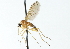  (Oreogeton rufus - CNC DIPTERA 103856)  @14 [ ] CreativeCommons - Attribution (2011) CNC/CBG Photography Group Centre for Biodiversity Genomics