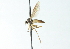 ( - CNC DIPTERA 103867)  @13 [ ] CreativeCommons - Attribution (2011) CNC/CBG Photography Group Centre for Biodiversity Genomics