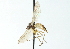  ( - CNC DIPTERA 103868)  @11 [ ] CreativeCommons - Attribution (2011) CNC/CBG Photography Group Centre for Biodiversity Genomics