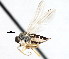  (Platypalpus harpiger - CNC DIPTERA 105443)  @14 [ ] CreativeCommons - Attribution (2011) CNC/CBG Photography Group Centre for Biodiversity Genomics