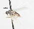  ( - CNC DIPTERA 105448)  @12 [ ] CreativeCommons - Attribution (2011) CNC/CBG Photography Group Centre for Biodiversity Genomics