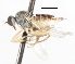  ( - CNC DIPTERA 105449)  @11 [ ] CreativeCommons - Attribution (2011) CNC/CBG Photography Group Centre for Biodiversity Genomics