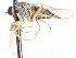  ( - CNC DIPTERA 105451)  @12 [ ] CreativeCommons - Attribution (2011) CNC/CBG Photography Group Centre for Biodiversity Genomics