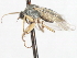  ( - CNC DIPTERA 105452)  @12 [ ] CreativeCommons - Attribution (2011) CNC/CBG Photography Group Centre for Biodiversity Genomics