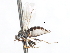  ( - CNC DIPTERA 105454)  @11 [ ] CreativeCommons - Attribution (2011) CNC/CBG Photography Group Centre for Biodiversity Genomics