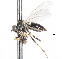  ( - CNC DIPTERA 105456)  @12 [ ] CreativeCommons - Attribution (2011) CNC/CBG Photography Group Centre for Biodiversity Genomics