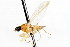 ( - CNC DIPTERA 105464)  @12 [ ] CreativeCommons - Attribution (2011) CNC/CBG Photography Group Centre for Biodiversity Genomics