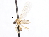  ( - CNC DIPTERA 105471)  @11 [ ] CreativeCommons - Attribution (2011) CNC/CBG Photography Group Centre for Biodiversity Genomics