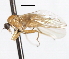  ( - CNC DIPTERA 105472)  @11 [ ] CreativeCommons - Attribution (2011) CNC/CBG Photography Group Centre for Biodiversity Genomics