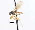  ( - CNC DIPTERA 105475)  @11 [ ] CreativeCommons - Attribution (2011) CNC/CBG Photography Group Centre for Biodiversity Genomics