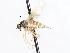  ( - CNC DIPTERA 105477)  @11 [ ] CreativeCommons - Attribution (2011) CNC/CBG Photography Group Centre for Biodiversity Genomics