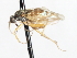  ( - CNC DIPTERA 105478)  @11 [ ] CreativeCommons - Attribution (2011) CNC/CBG Photography Group Centre for Biodiversity Genomics