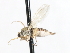  ( - CNC DIPTERA 105493)  @12 [ ] CreativeCommons - Attribution (2011) CNC/CBG Photography Group Centre for Biodiversity Genomics