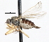 (Platypalpus sp. 5 - CNC DIPTERA 105495)  @13 [ ] CreativeCommons - Attribution (2011) CNC/CBG Photography Group Centre for Biodiversity Genomics