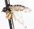  ( - CNC DIPTERA 105496)  @11 [ ] CreativeCommons - Attribution (2011) CNC/CBG Photography Group Centre for Biodiversity Genomics