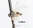  ( - CNC DIPTERA 105505)  @11 [ ] CreativeCommons - Attribution (2011) CNC/CBG Photography Group Centre for Biodiversity Genomics