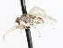  (Platypalpus sp. 9 - CNC DIPTERA 105506)  @11 [ ] CreativeCommons - Attribution (2011) CNC/CBG Photography Group Centre for Biodiversity Genomics