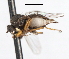  ( - CNC DIPTERA 105508)  @11 [ ] CreativeCommons - Attribution (2011) CNC/CBG Photography Group Centre for Biodiversity Genomics