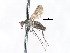  ( - CNC DIPTERA 103429)  @11 [ ] CreativeCommons - Attribution (2011) CNC/CBG Photography Group Centre for Biodiversity Genomics