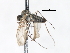  ( - CNC DIPTERA 103430)  @11 [ ] CreativeCommons - Attribution (2011) CNC/CBG Photography Group Centre for Biodiversity Genomics