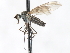  ( - CNC DIPTERA 103431)  @11 [ ] CreativeCommons - Attribution (2011) CNC/CBG Photography Group Centre for Biodiversity Genomics