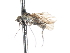  ( - CNC DIPTERA 103433)  @11 [ ] CreativeCommons - Attribution (2011) CNC/CBG Photography Group Centre for Biodiversity Genomics
