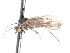  ( - CNC DIPTERA 103435)  @11 [ ] CreativeCommons - Attribution (2011) CNC/CBG Photography Group Centre for Biodiversity Genomics