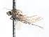 ( - CNC DIPTERA 103436)  @11 [ ] CreativeCommons - Attribution (2011) CNC/CBG Photography Group Centre for Biodiversity Genomics