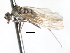  (Heleodromia sp. 4 - CNC DIPTERA 103439)  @11 [ ] CreativeCommons - Attribution (2011) CNC/CBG Photography Group Centre for Biodiversity Genomics