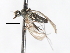  (Heleodromia sp. 5 - CNC DIPTERA 103445)  @11 [ ] CreativeCommons - Attribution (2011) CNC/CBG Photography Group Centre for Biodiversity Genomics