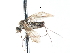  (Heleodromia sp. 6 - CNC DIPTERA 103449)  @11 [ ] CreativeCommons - Attribution (2011) CNC/CBG Photography Group Centre for Biodiversity Genomics