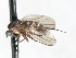  ( - CNC DIPTERA 103455)  @12 [ ] CreativeCommons - Attribution (2011) CNC/CBG Photography Group Centre for Biodiversity Genomics