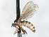  ( - CNC DIPTERA 103464)  @12 [ ] CreativeCommons - Attribution (2011) CNC/CBG Photography Group Centre for Biodiversity Genomics