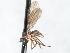 ( - CNC DIPTERA 103465)  @13 [ ] CreativeCommons - Attribution (2011) CNC/CBG Photography Group Centre for Biodiversity Genomics