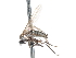  ( - CNC DIPTERA 103474)  @13 [ ] CreativeCommons - Attribution (2011) CNC/CBG Photography Group Centre for Biodiversity Genomics