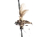  (Asymphyloptera sp. 4 - CNC DIPTERA 103309)  @11 [ ] CreativeCommons - Attribution (2011) CNC/CBG Photography Group Centre for Biodiversity Genomics