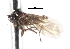  (Asymphyloptera sp. 7 - CNC DIPTERA 103330)  @11 [ ] CreativeCommons - Attribution (2011) CNC/CBG Photography Group Centre for Biodiversity Genomics