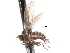  ( - CNC DIPTERA 103374)  @11 [ ] CreativeCommons - Attribution (2011) CNC/CBG Photography Group Centre for Biodiversity Genomics