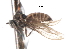  (Asymphyloptera sp. 18 - CNC DIPTERA 103376)  @11 [ ] CreativeCommons - Attribution (2011) CNC/CBG Photography Group Centre for Biodiversity Genomics