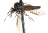  ( - CNC DIPTERA 103379)  @13 [ ] CreativeCommons - Attribution (2011) CNC/CBG Photography Group Centre for Biodiversity Genomics