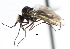  ( - CNC DIPTERA 103380)  @12 [ ] CreativeCommons - Attribution (2011) CNC/CBG Photography Group Centre for Biodiversity Genomics