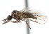  ( - CNC DIPTERA 103381)  @12 [ ] CreativeCommons - Attribution (2011) CNC/CBG Photography Group Centre for Biodiversity Genomics
