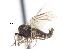  ( - CNC DIPTERA 103382)  @12 [ ] CreativeCommons - Attribution (2011) CNC/CBG Photography Group Centre for Biodiversity Genomics