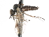  ( - CNC DIPTERA 103391)  @13 [ ] CreativeCommons - Attribution (2011) CNC/CBG Photography Group Centre for Biodiversity Genomics
