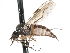  ( - CNC DIPTERA 103392)  @14 [ ] CreativeCommons - Attribution (2011) CNC/CBG Photography Group Centre for Biodiversity Genomics