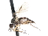  ( - CNC DIPTERA 103393)  @13 [ ] CreativeCommons - Attribution (2011) CNC/CBG Photography Group Centre for Biodiversity Genomics
