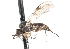  ( - CNC DIPTERA 103394)  @13 [ ] CreativeCommons - Attribution (2011) CNC/CBG Photography Group Centre for Biodiversity Genomics