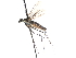  ( - CNC DIPTERA 103520)  @11 [ ] CreativeCommons - Attribution (2011) CNC/CBG Photography Group Centre for Biodiversity Genomics