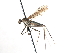  ( - CNC DIPTERA 103521)  @13 [ ] CreativeCommons - Attribution (2011) CNC/CBG Photography Group Centre for Biodiversity Genomics